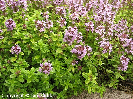 Sitruuna-ajuruoho - citrontimjan - Thymus x citriodorus